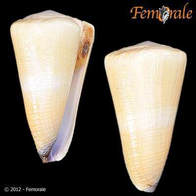 Image of cone snails