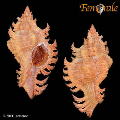 Image of Chicoreus ryukyuensis Shikama 1978