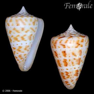 Image of Conus Linnaeus 1758