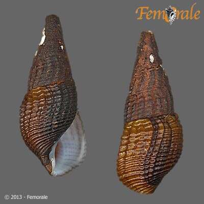 Plancia ëd Pachychilidae