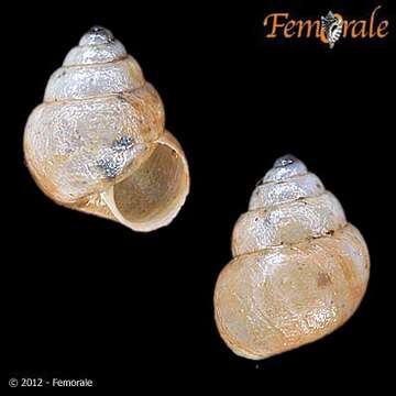 Image of Simpulopsidae