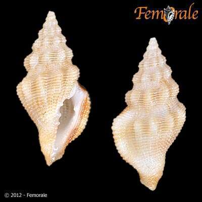 Imagem de Clathurellidae H. Adams & A. Adams 1858