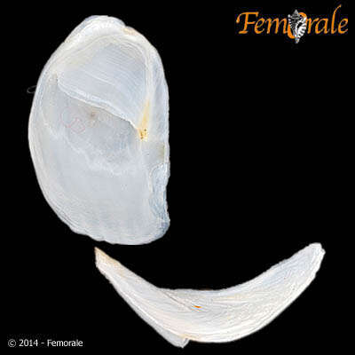 Image of Crepidula intratesta Simone 2006