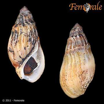 Image of Melanopsidae