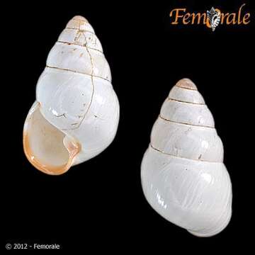 Image of <i>Achatinella fuscobasis</i>