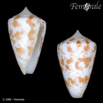 Image of cone snails