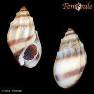 Image of Melanopsidae