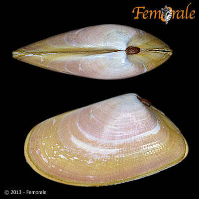 Image of Donacidae J. Fleming 1828