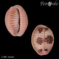 Image of Trivia pullata Sowerby 1870