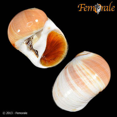 Image of moon snails