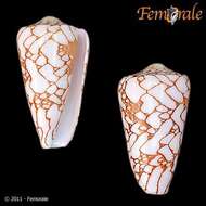 Image of cone snails