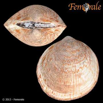 Glycymerididae Dall 1908 resmi