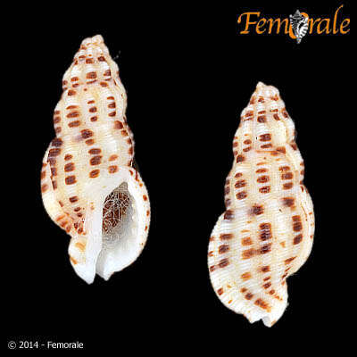 Sivun <i>Maculotriton serrialis</i> (Deshayes 1834) kuva