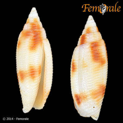 Image de Nebularia Swainson 1840