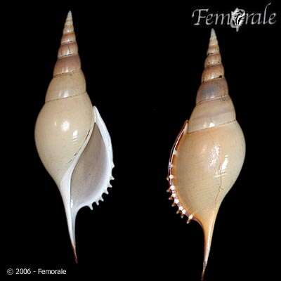 Rostellariidae Gabb 1868 resmi