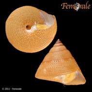 Imagem de Calliostomatidae Thiele 1924