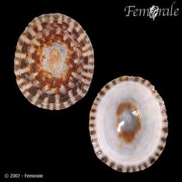 Image of tortoiseshell limpets