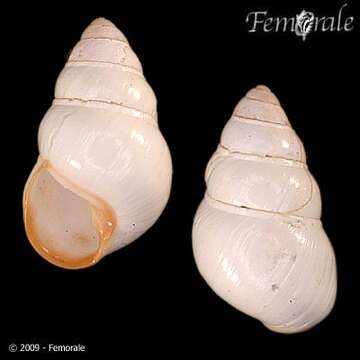 Image of <i>Achatinella fuscobasis</i>