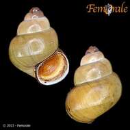 Image of river snails