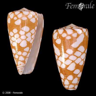 Image of Conus cordigera G. B. Sowerby II 1866