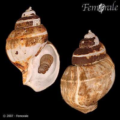 Image of Clinopegma magnus (Dall 1895)