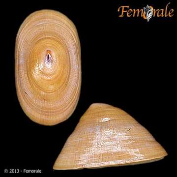 Image of unclassified Gastropoda