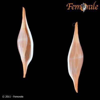 Image of Spindle Cowries