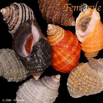 Image of dog whelks