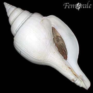 Imagem de Turbinellidae Swainson 1835