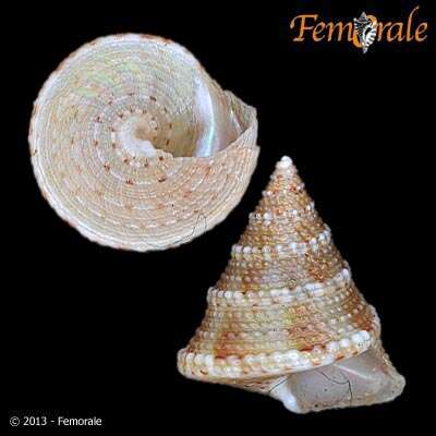 Image of Calliostoma fernandezi Princz 1978