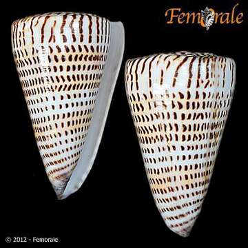 Image of Conus Linnaeus 1758