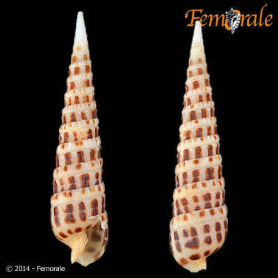 Image of Needle Whelks