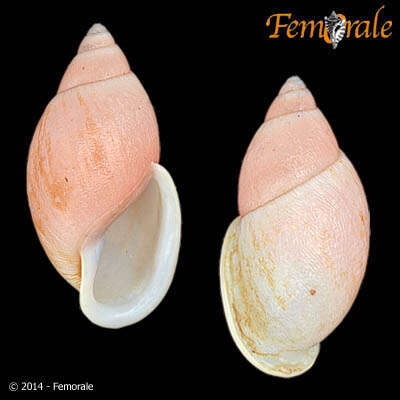 صورة <i>Strophocheilus</i> cf. <i>pudicus</i> (Muller 1774)