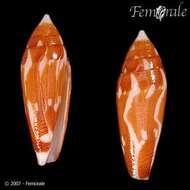 Image of cone snails