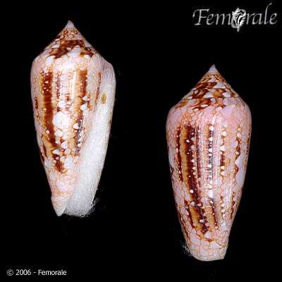 صورة Conus legatus Lamarck 1810