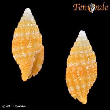 Image of Turbinelloidea Rafinesque 1815