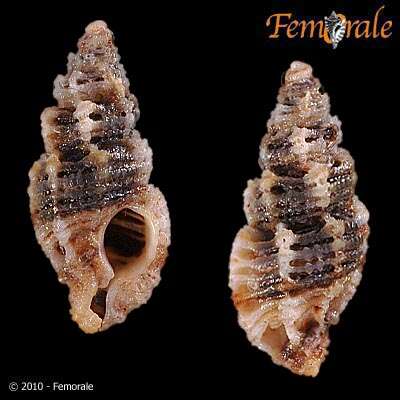 Image of Murex Snails