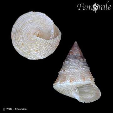 صورة Calliostoma scobinatum (Reeve 1863)