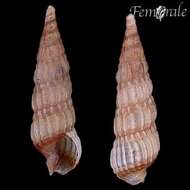 Image of Needle Whelks