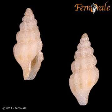 Image of Sorgenfreispira Moroni 1979