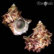 Image of turban snail