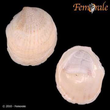 Слика од Crepidula striolata Menke 1851