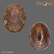 Image of unclassified Gastropoda