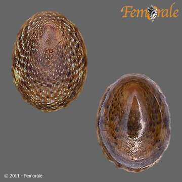 Image of unclassified Gastropoda