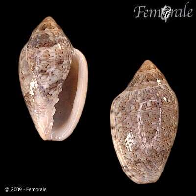 Image of Marginella Lamarck 1799