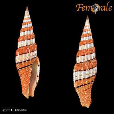 Image of Turbinelloidea Rafinesque 1815