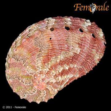 Image of Haliotoidea Rafinesque 1815