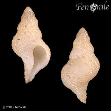 Coralliophila persica Melvill 1897 resmi