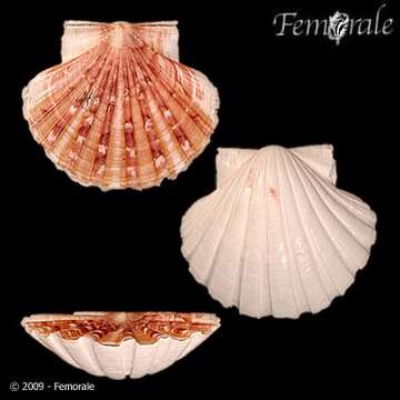 Image de Pecten O. F. Müller 1776