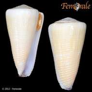 Image of cone snails